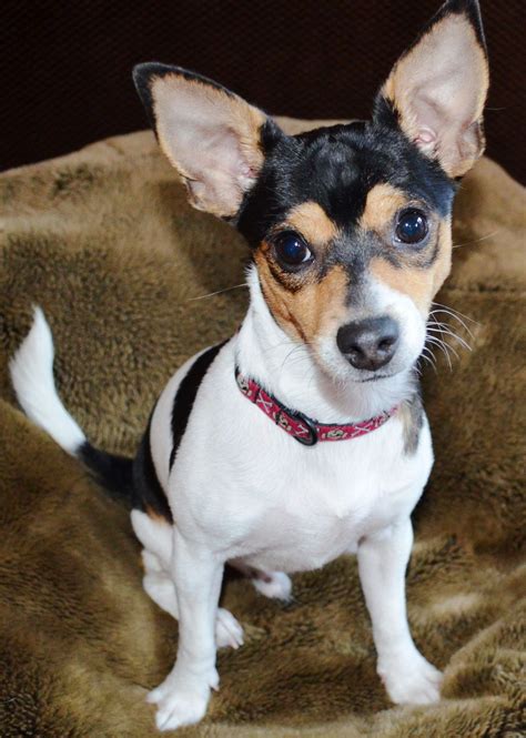 Chihuahua Rat Terrier Mix Rateria Dog Pets Lovers