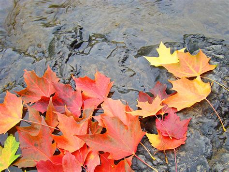 Autumn River Landscape Red Fall Leaves Photograph By Baslee Troutman