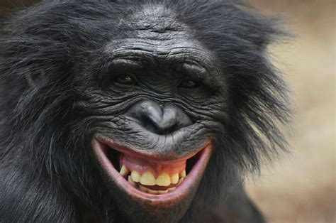 Bonobo Bonobo Laughing Animals Monkey