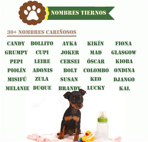 500 Nombres Para Perros Originales Y Bonitos Machos Y Hembras