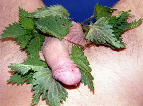 Nettle Play Game For Cock Free Bdsm Torture Pics
