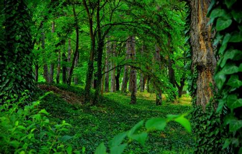 Wallpaper Greens Trees Forest Green Forest Trees Images For