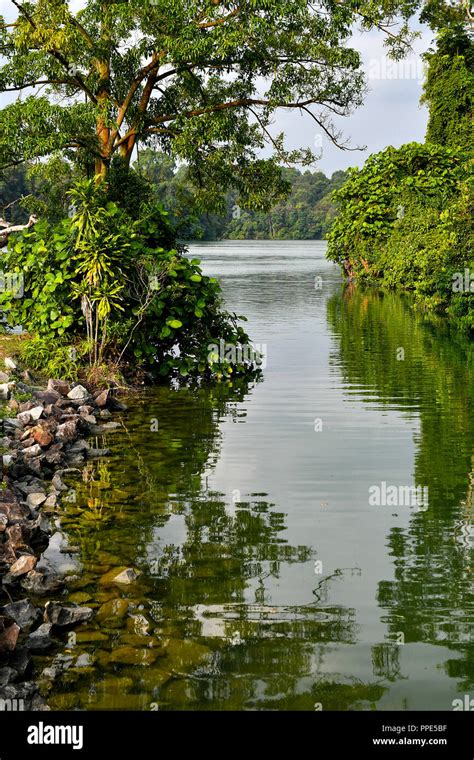 Rainforest Lake Reflections Stock Photo Alamy