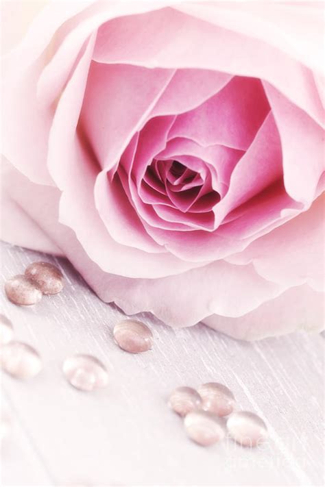 A Romantic Pink Rose With Drops Photograph By Lhjb Photography Fine