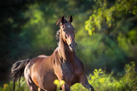 Bay Horse Run Gallop Stock Photo Image Of Close Color 133471762