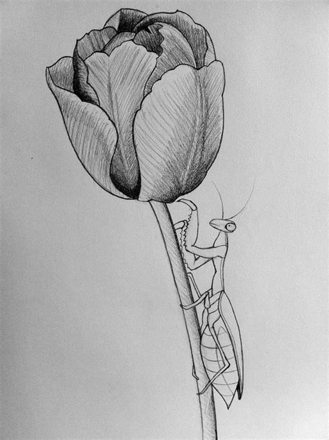 Resultado De Imagem Para Pencil Shading Flower Vase Drawings Tulip