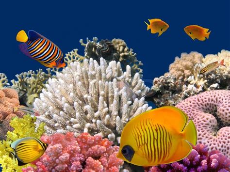 Underwater Life Of A Hard Coral Reef Red Sea Egypt Stock Photo