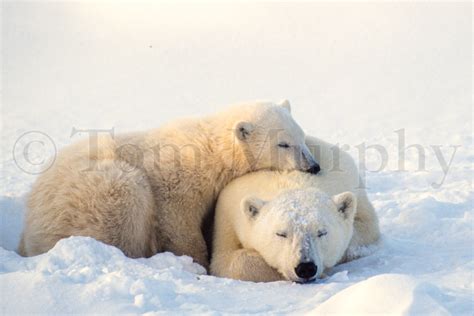 Polar Bear Sow Cub Sleeping Tom Murphy Photography
