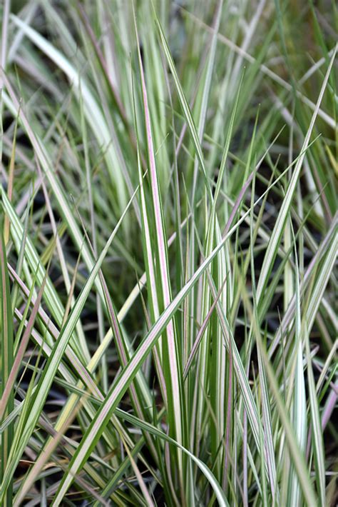 Lightning Strike Variegated Reed Grass Calamagrostis X Acutiflora