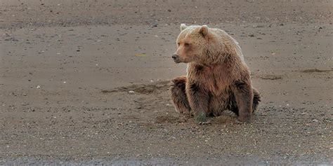 Coastal Brown Bear Waiting On Dinner Photograph By Gary Langley