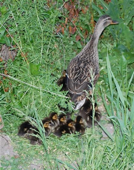 Like Every Caring Mother Mama Duck Leads Her Children To Safety Ducks