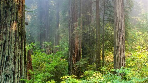 Redwood Forest With Fog Pics