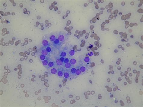 Eurocytology