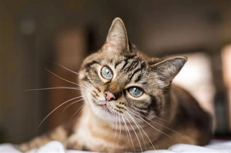 What You Need To Know About Cats As Pets Animalworldpedia