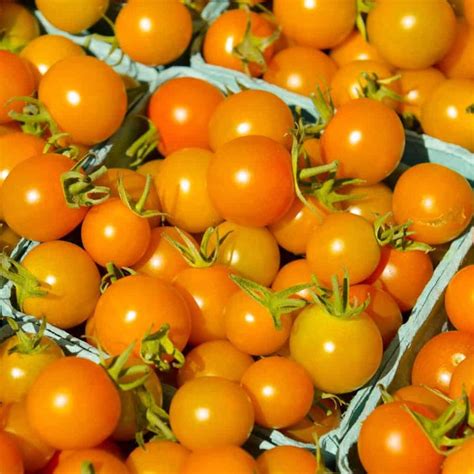 10 High Yielding Tomato Varieties For Huge Harvests How To Harvest