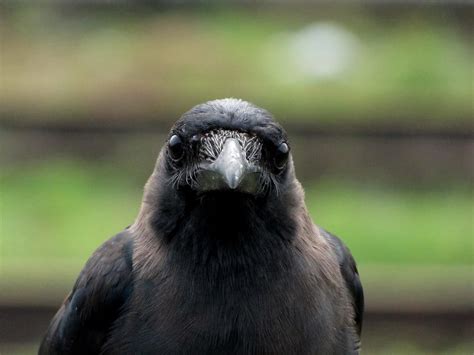 Watch The Amazing Intelligence Of Crows