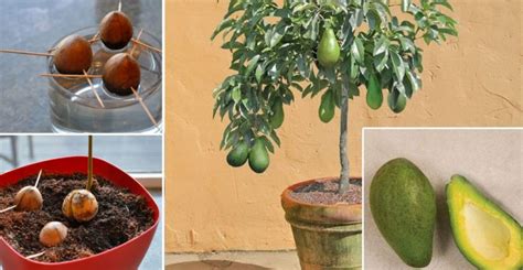 5 Secrets De Jardinier Pour Faire Pousser Un Avocatier Recettes Plat