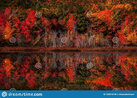 Colorful Autumn Forest By The Lake Reflection Of Red Bright Trees In