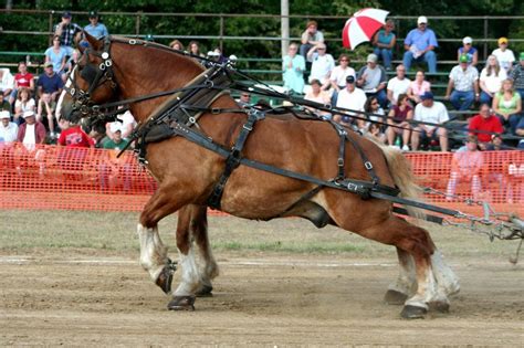 Images Of Belgian Horses Pulling Same Pulling Draft In Action All The