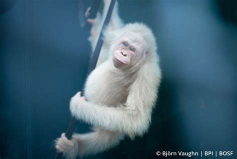 Alba The Worldu0027s Only Known Albino Orangutan Returns To The Wild In Indonesia Albino