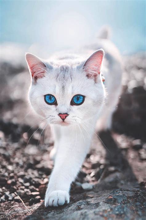 White Cat With Stunning Turquoise Eyes Cat Whitecat Turquoiseeyes