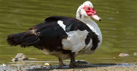 Muscovy Duck Our Animals Oakvale Wildlife