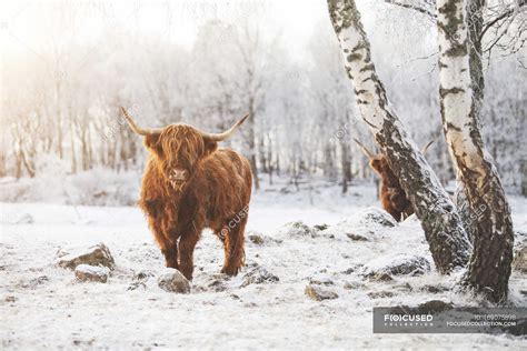 Highland Cow In Snow