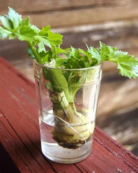 The Ultimate Guide On How To Grow Celery Properly Rooted