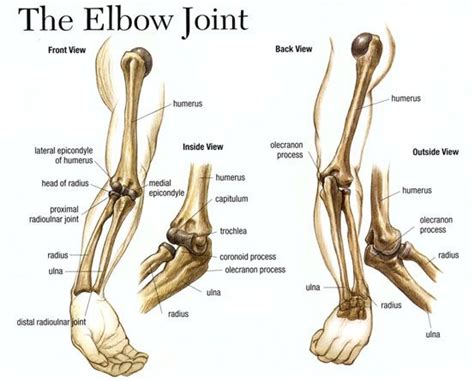 Image Result For Elbow Joint Joint Radius And Ulna Elbow