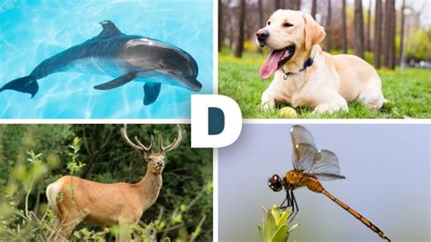 List Of Animals That Start With D Names Pictures And Facts