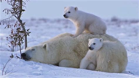Polar Bear Love Cute Polar Bear Cubs Lovin Up Their