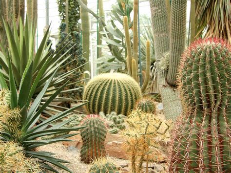 34 Sharp Cactus Garden Ideas