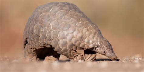 These animals will be hunted, killed and shipped to China to be used in