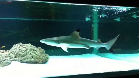Weitere ideen zu aquaristik, aquarien, aquarium. Haie im Aquarium - YouTube