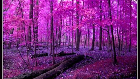 Free Download Pink On Spring Tree Hd Wallpaper Nature Wallpapers