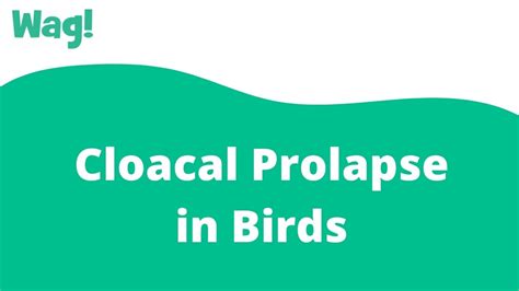 Cloacal Prolapse In Birds Wag Youtube