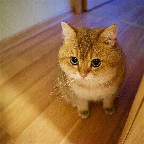 41 Pictures Of The Hosico Cat Proving Once And For All Puss In Boots Is Real