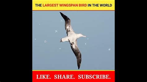 The Largest Wingspan Bird In The Worldyk Factsshorts Youtube