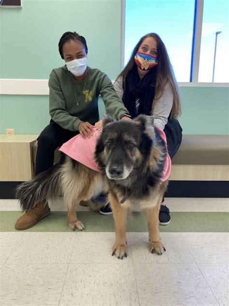 Recovering Soldiers Volunteer During Pandemic Help Four Legged Friends