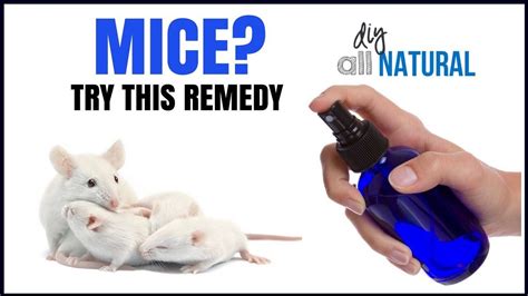 The Best How To Get Rid Of Mice In Apartment Naturally 2022