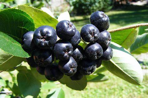 Черноплодная рябина диета Чем полезна черноплодная рябина Чем полезна черноплодная рябина Черноплодная рябина диета