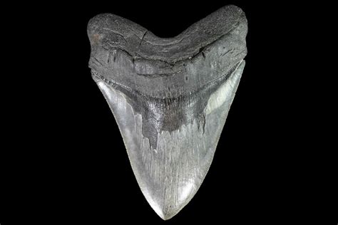 Serrated 632 Fossil Megalodon Tooth Giant Meg Tooth For Sale