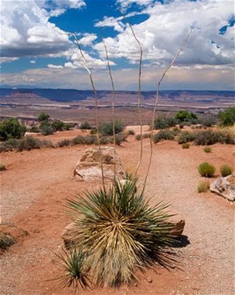 Find over 100+ of the best free desert plant images. Desert Plants | LoveToKnow