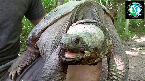 Giant Common Snapping Turtle
