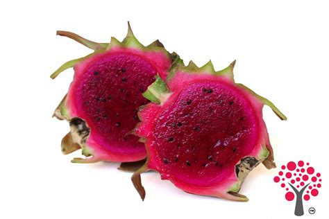 Dragon fruit is an exotic cactus that is found in asia, mexico, and parts of south america. Dragon Fruit - Amorentia Sweet Dragon Fruit Nursery