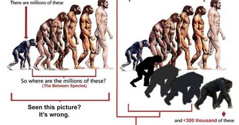 A More Accurate Graphical Representation Of Human And Chimp Evolution