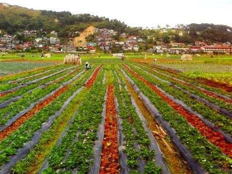 Strawberry Fields Benguet Baguio Trip Baguio City