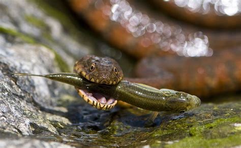 Water Snake Feedin On Culebra De Agua Alimentandose Water Snake