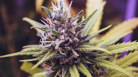 Purple Cannabis Strains Information And Top 5 Reviews