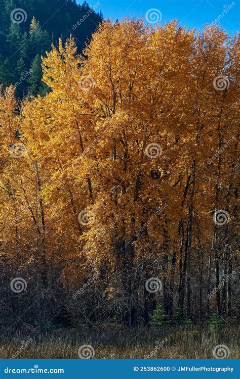 A Grove Of Aspen Trees In Fall Colors Stock Photo Image Of Forest